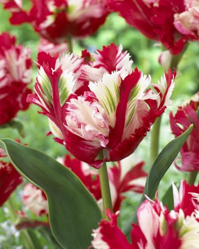 Estella Rijnveld Parrot Tulip Bulbs for Planting - Stunning Multi Color Tulips, Perennial, Top Size Bulbs (5 Bulbs)