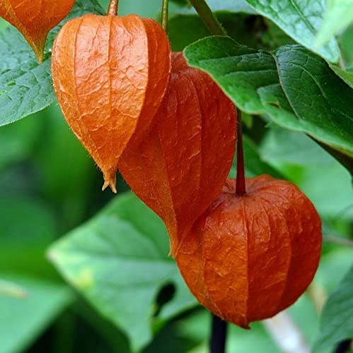 PHYSALIS ALKEKENGI VAR.FRANCHETTI NR.50 SEMI