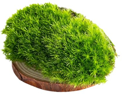 Ecodecs - Mousse terrarium plante, mousse pour fleurs, substrat terrarium vivante, bloc de mousse, mousse creche noel, mousse vegetale, mousse decorative verte - MOUSSE PREMIUM (1/2 box 30x20cm)