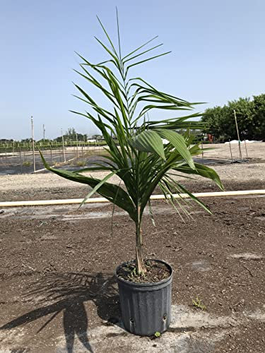 Syagrus Romanzoffiana Queen Palm Cocos Plumosa Arecastrum 10 o 100 Semi (100)