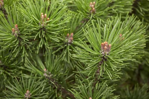 Zwergkiefer Pinus mugo Mops 9x9 cm Topf winterhart immergrün | Kompakter Wuchs, sonniger Standort, langsam wachsend, ideal für Balkon, Terrasse und Vorgarten