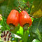 Saterkali Semi di anacardi, 5 pezzi semi di anacardi albero da frutto tropicale giardino cortile pianta agricola Semi di anacardi