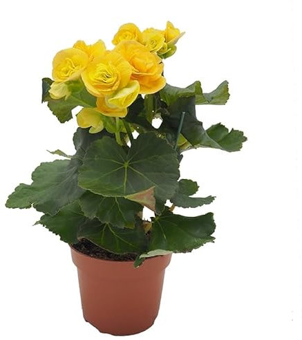 Begonia Natural Planta de Exterior con Vibrantes Flores Naturales