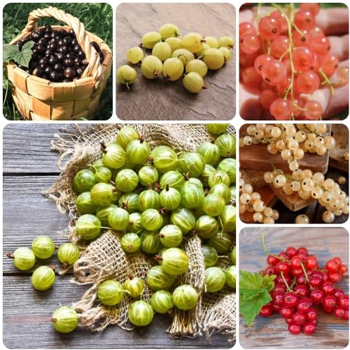 semillas de grosella espinosa, raras semillas de Grosella espinosa, de jardin 500pcs