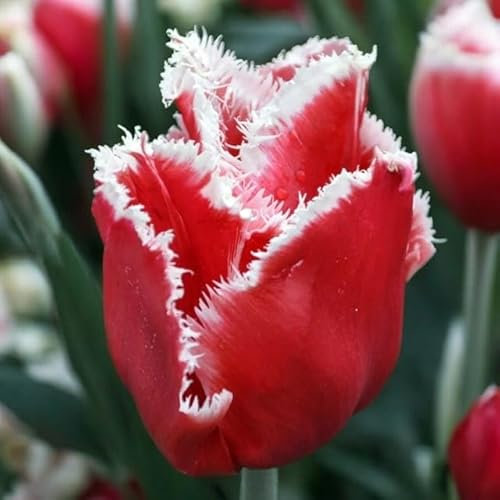 Gefranste Gezackte Tulpen Crispa- Tulpen Tulpenzwiebeln Onion Farbe Sorte zur Auswahl Knollen winterhart mehrjährig Tulpe (New Santa 5 Stk.)