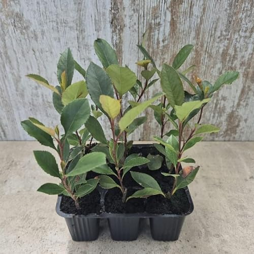 9 Uds Photinia Nana (10-15 cm) | Arbusto Perenne con Hojas Verdes y Rojizas | Ideal para Setos y Plantación Aislada | Crecimiento Compacto y Ornamental