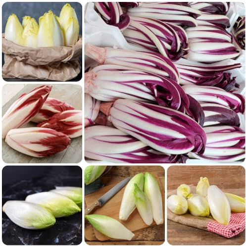 Semi di cicoria biologici, semi di radicchio biologici Semi di Cichorium intybus, di invernali vecchi rare 500pcs