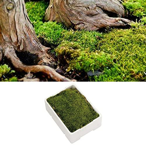 Carbeth Plants Fresh Flat Carpet Moss Large Box - Premium Live Natural Versatile Decoration for Indoor or Outdoor Use - Ideal for Terrariums, Bonsai & Home Décor