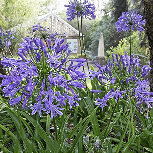 agapanto agapanthus de balcón de balcón decoración oficina semillas orgánicas interior exóticas silvestres, siembra otoño, 100pcs