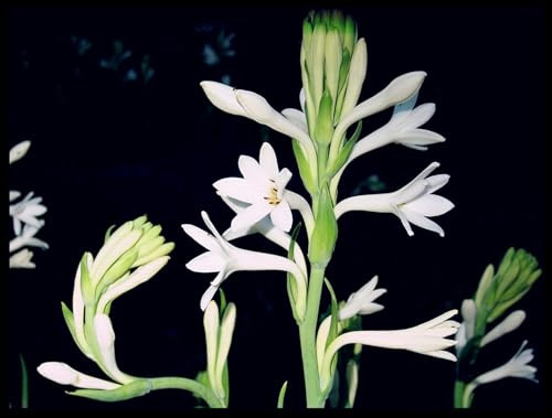 Bulbos de Nardo - Aromas Nocturnos - Se Adaptan a Climas Cálidos y Suelos Bien Drenados-8 Bulbos