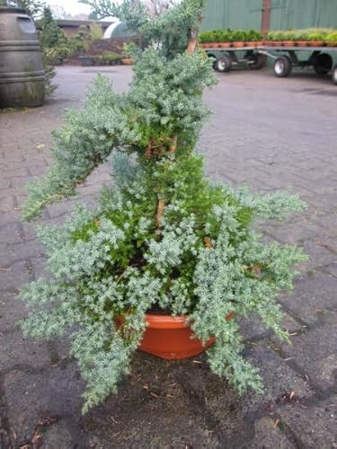 Japanischer Kriechwacholder Nana - Juniperus procumbens - 60-80cm