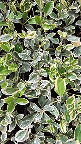 Euonymus japonicus 'Président Gauthier' / Fusain du Japon panaché crème/Conteneur de 3 à 4 litres