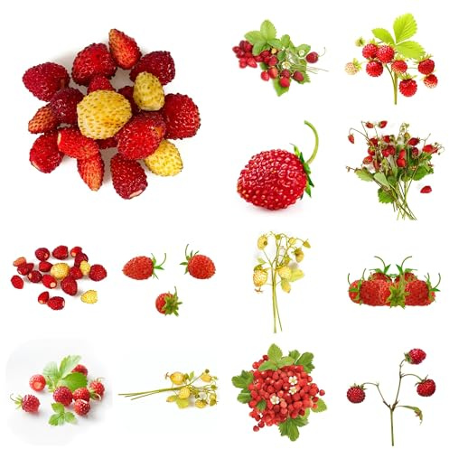 semillas de fresa silvestre orgánicas semillas, para lugares soleados comprar fresas silvestres decoración sala estar columnares Decoración 125pcs