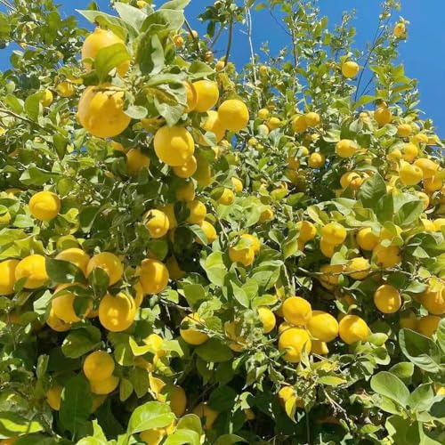 semillas de limonero, semillas de frutal exótico limonero balcón huerta enanos, resistentes columnares comprar extraño 10pcs