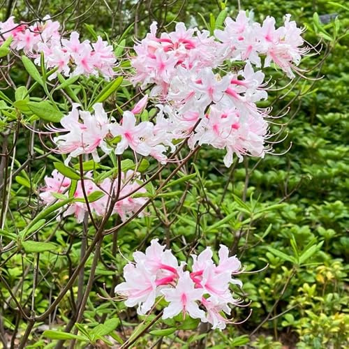 Semi di rododendro - semi di Rododendro - semi di selvatici semi di per luoghi soleggiati da giardino da esterno resistenti 60pcs