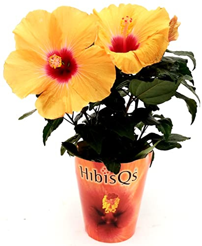 POWERS TO FLOWERS - HYBISCUS, IBISCO ARANCIO, VASO 14CM, FIORE XXL, pianta vera
