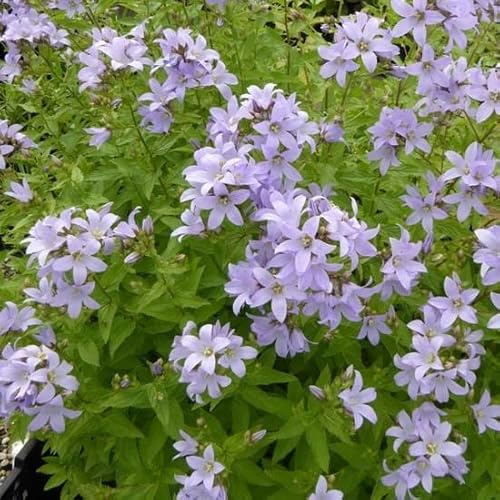 6x Dolden-Glockenblume 'Loddon Anna' - Campanula lactiflora 'Loddon Anna' - Topf 9x9cm - Rosa Blütenstaude