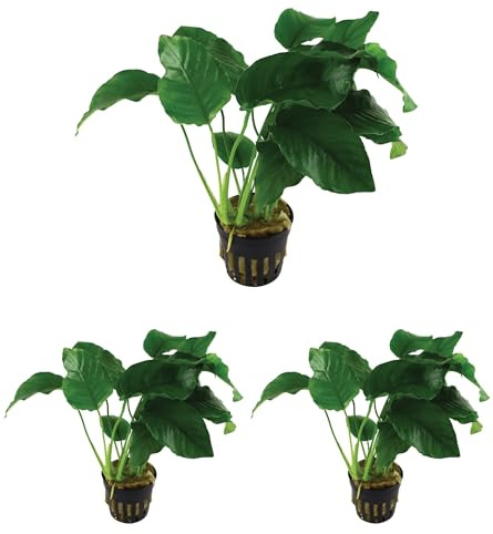 WASSERPFLANZEN WOLFF – 3 Töpfe Breitblättriges Speerblatt - Anubias barteri var. barteri | robuste Aquarienpflanze mit großen, dunkelgrünen Blättern | Aufsitzerpflanze für Wurzeln & Steine