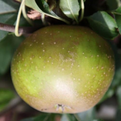 Plant Theory 1.2m Apple Egremont Russet Edible Dessert Apple Outdoor Fruit Tree 9L Pot M26 Rootstock