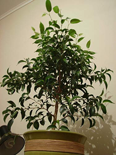 Piangendo fico - Ficus benjamina - 20 semi-di albero : graines