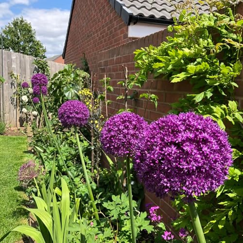 bulbos ajo ornamental puerro gigante de oficina resistentes decoración de oficina interior allium decoración primavera jardín 20pcs