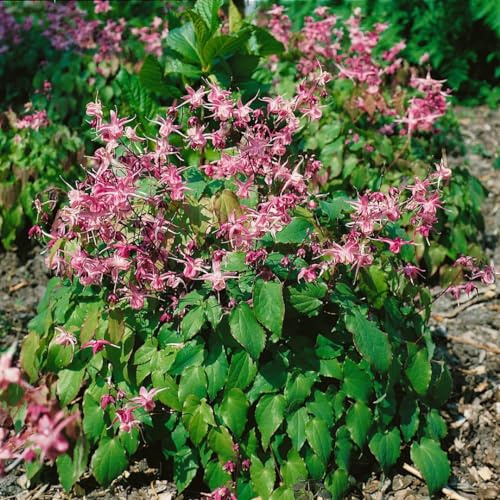 Epimedium grandiflorum 'Rubinkrone' 9x9 cm Topf – Winterhart, Mehrjährig, Pflegeleicht – Elfenblume – Bodendecker für Schatten & Beet