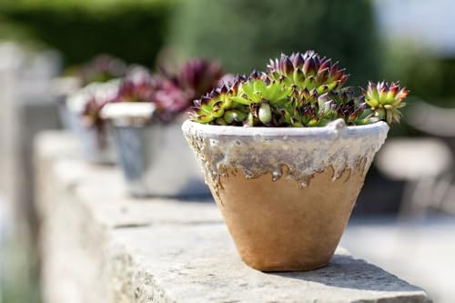 Sempervivum calcareum 'Mrs Giuseppi' 9x9 cm Topf – Winterhart, Immergrün, Pflegeleicht – Hauswurz – Bodendecker für Steingarten & Dachbegrünung