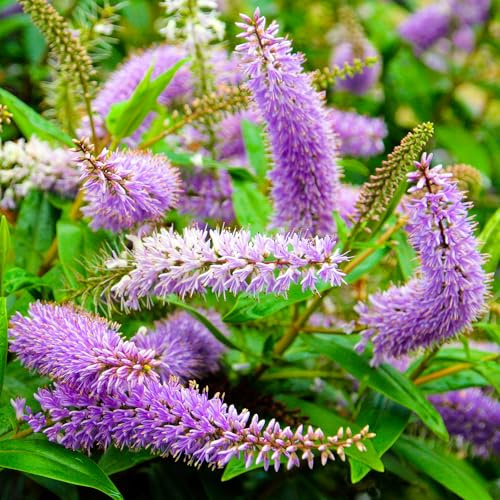 Hebe Midsummer Beauty Plantes de jardin prêtes à l'extérieur Arbuste à feuilles persistantes Plante en pot