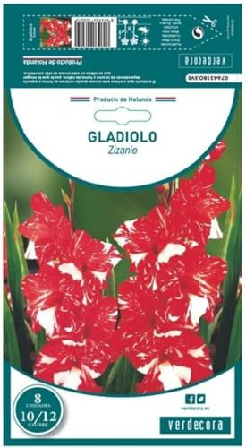 Verdecora Gladiolo Zizanie X8 | Bulbo de Floración Impactante | Mezcla de Tonos Sorprendentes | Ideal para Jardines y Macetas