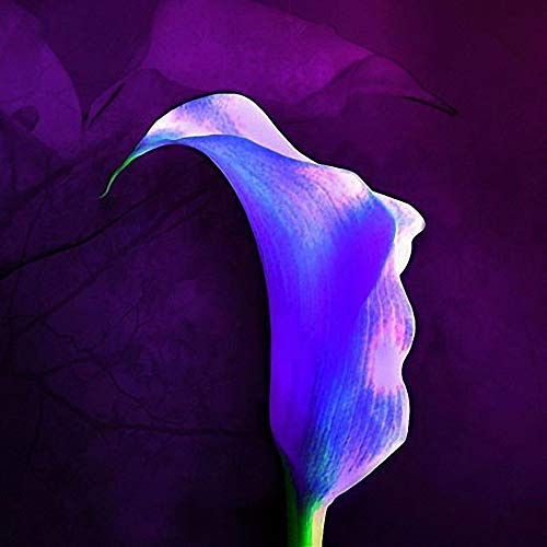 Germination seeds: 2 Birnen: Calla-Lilien-Birnen, Calla-Blumen, Nicht Samen, Rare Birnen, Royal Blue Calla Blumen: Only Seeds : Only Seeds