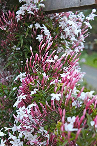 5 Clim Semi Rosa Jasmin Raro Tropicale Duftende Fiore Perenne Blüte