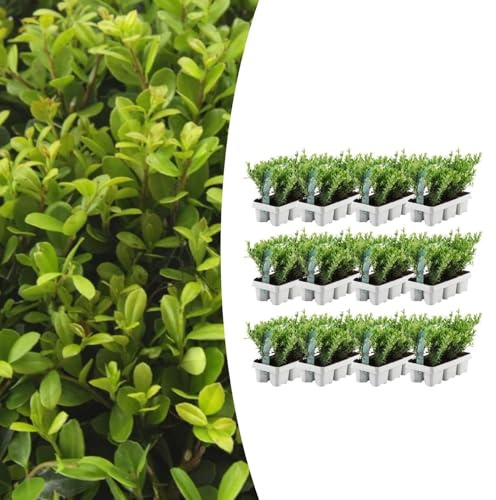 Ilex crenata 'Jenny' | 72 pièces - 15cm - Ø7cm - Plante de jardin