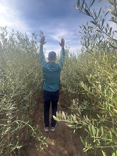 Arberquinas Olivos de Cultivo, 220 cm de Altura, Paquete de 40 Plantas en Maceta C17, Árboles de Olivo para produccion de aceite