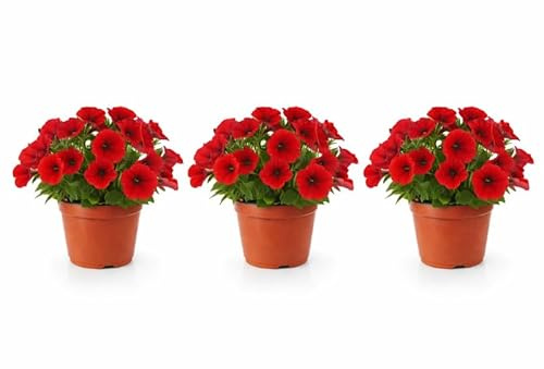 I GIARDINI DI GIULIA - Petunia Coloti mix Set 3 Piante Fiorite da Esterno in Vaso D.14 H.25 cm, Piante Vere per Balcone, Terrazzo e Giardino, Ornamentali e Decorative