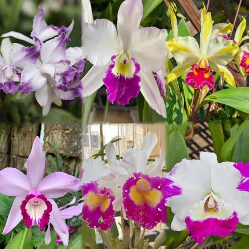 100 piezas semillas de orquideas cobertura del suelo, perenne resistente, semillas de catleya, jardín balcón resistentes al invierno,