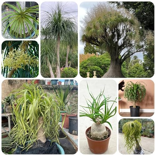 elefantenfuß green wall, deko vine elefantenfußsamen steingartenpflanzen winterharte garten kübelpflanzen 60pcs