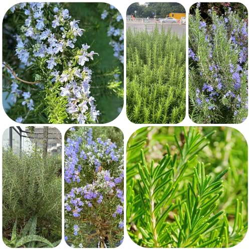 semi di rosmarino resistente all'inverno - decorative, giardino, per all'aperto, 1000pcs