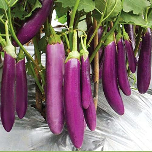 40 piezas de berenjena japonesa larga morada: solo semillas: