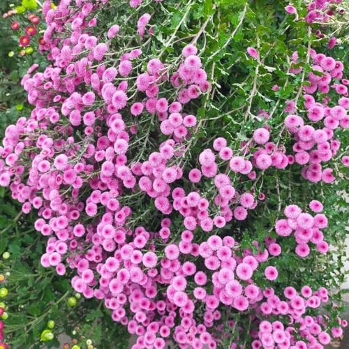 chrysanthemen herbstblumen winterhart Chrysantheme - pompon bonsai gartenpflanzen Seltene Serie pflanztöpfe wohnzimmer für draußen 200samen