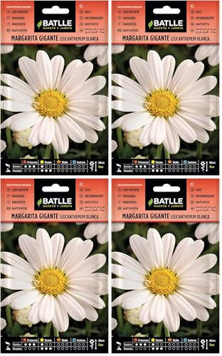 Batlle – Semi di Fiori – Margherita Gigante Leucantemum Bianca (Confezione da 4)
