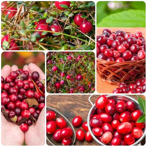 semillas de arándano, arándano, raras, Vaccinium macrocarpon, exóticas, verdes balcón 500pcs