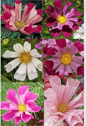 Cosmos Seashells Mixed Flower Wildflower 150 Finest Seeds Assorted Colors