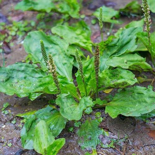 200 pz semi di plantago piantaggine resistenti all'esterno decorative, decorativi per balconi