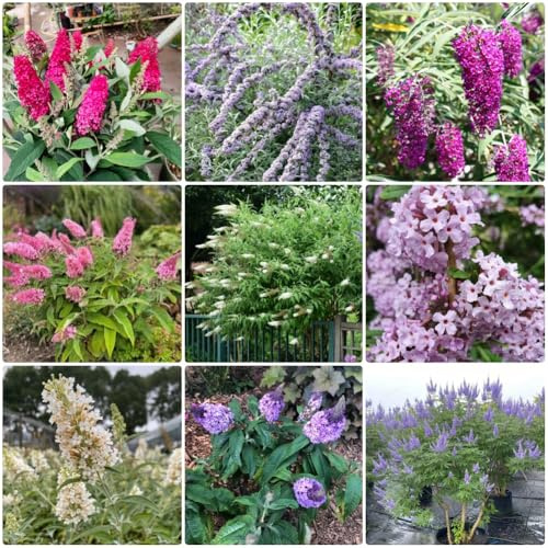 Semi di Buddleja davidii, serre da balcone semi di da esterno resistenti giardino arbusti selvatici vecchie varietà balcone giardino arbusti a crescita 85pcs