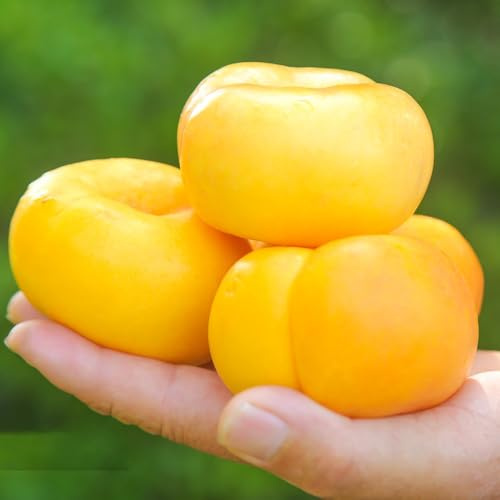 semi di pesco a colonna - biologici da balcone per il giardino 15pcs