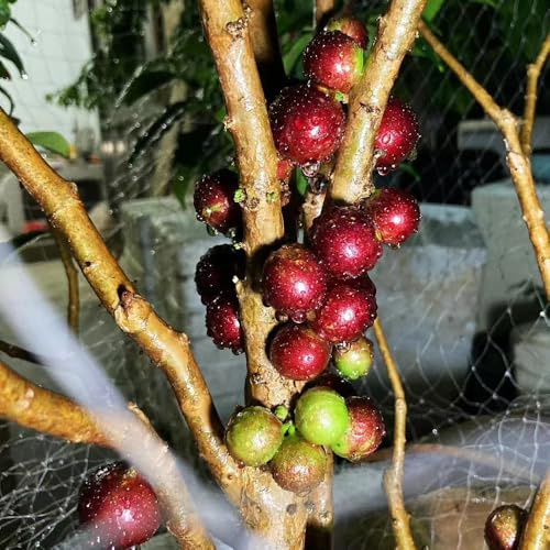 Semi di Jabuticaba - da frutto colonnari da frutto comprare esotico colonnare frutteto semi di colonnari nani, resistenti vecchie varietà balcone 50pcs