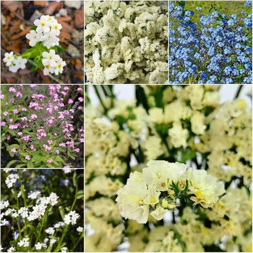 vergissmeinnicht - topfpflanzen gartensamen indoor garten vergissmeinnicht winterharte für garten kräutergarten deko vergiss mein nicht 80samen
