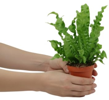 Asplenium DECOALIVE Helecho Nido de Ave Planta Natural de Interior con Hojas Onduladas