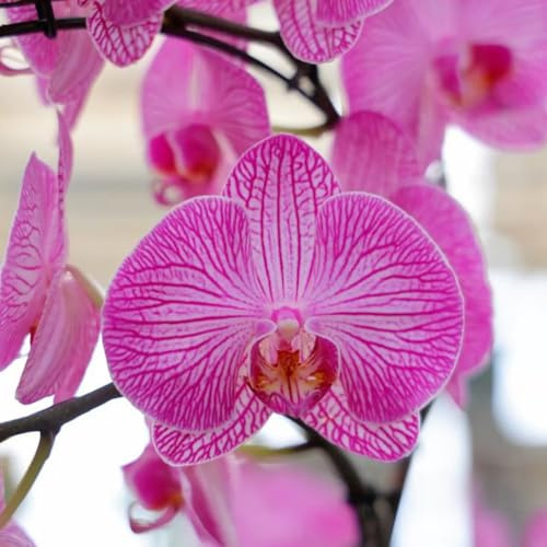 Perenne Rizoma Di Cymbidium Orchidea, Resistenti Al Freddo E Alla Siccità, Facile Da Coltivare, Perfetta Idea Regalo-5 rizoma-H