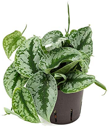 Houseplant - Scindapsus Pictum Trebi 'Silk Pothos' - 1 x Full Plant in a 13cm Pot - Indoor Plants - Premium Quality Houseplants